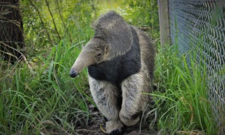 <strong>¡Volvió el oso hormiguero gigante a Brasil!</strong>