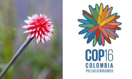 <strong>La flor de Inírida salta a la fama como logo de la COP16 de Cali</strong>