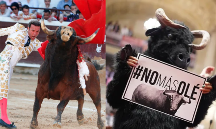 <strong>Prohibición de las corridas de toros: sí pero no</strong>