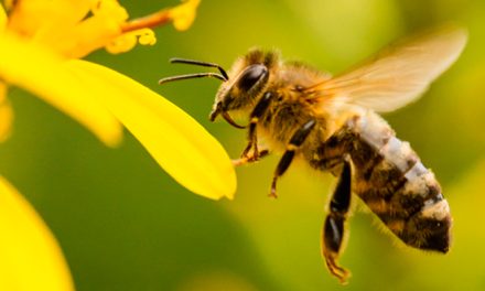 <strong>Sin abejas no hay comida: hoy celebran su Día Mundial</strong>