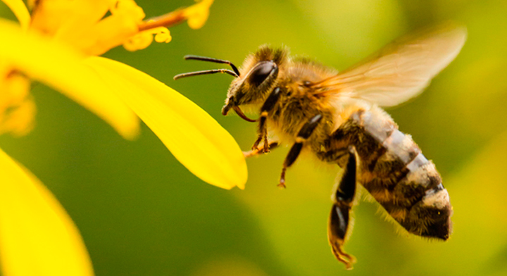 <strong>Sin abejas no hay comida: hoy celebran su Día Mundial</strong>