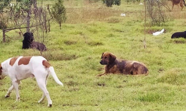 <strong>Perros ferales: cuando la mascota se convierte en fiera salvaje</strong>