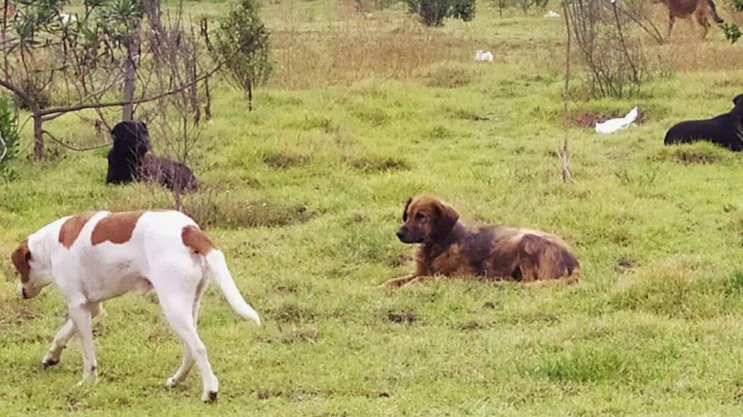 <strong>Perros ferales: cuando la mascota se convierte en fiera salvaje</strong>