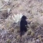 Cachorro de oso de anteojos fue visto jugando en el Parque Nacional Natural Chingaza