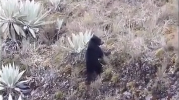 Cachorro de oso de anteojos fue visto jugando en el Parque Nacional Natural Chingaza