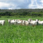 Sin haber terminado el año, Colombia superó exportaciones de carne en comparación con el 2024