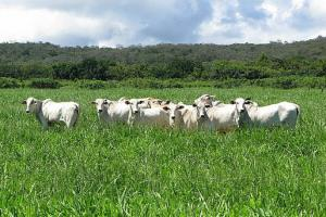Sin haber terminado el año, Colombia superó exportaciones de carne en comparación con el 2024