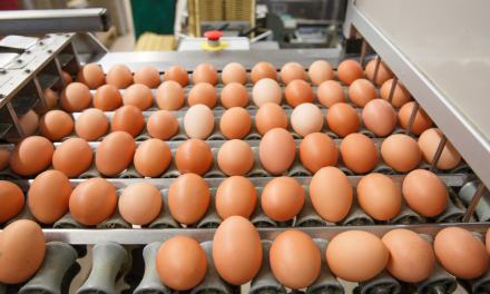 <strong>Los gringos tienen huevo… ¡colombiano! Gobierno de EEUU aprueba su importación</strong>