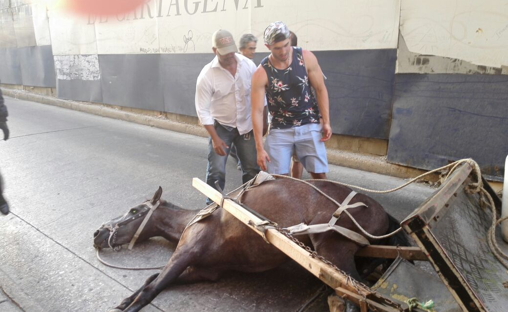 Desde este lunes estarán prohibidos los carruajes de tracción animal en Centro Histórico de Cartagena