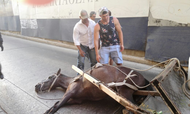 Desde este lunes estarán prohibidos los carruajes de tracción animal en Centro Histórico de Cartagena