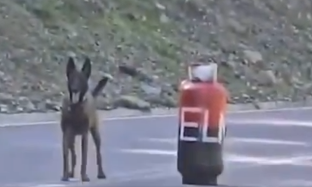 Ministro de Defensa anunció que ELN ha hecho 51 apariciones durante actual paro armado