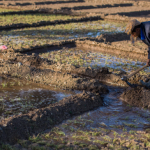 ONU alertó que el doble bloqueo en el estrecho de Ormuz puede generar inflación mundial similar a la de pandemia