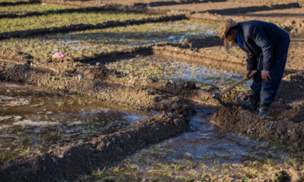 ONU alertó que el doble bloqueo en el estrecho de Ormuz puede generar inflación mundial similar a la de pandemia