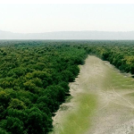 ONU alerto que, en la última década, Sudamérica fue la región del mundo que más perdió bosques