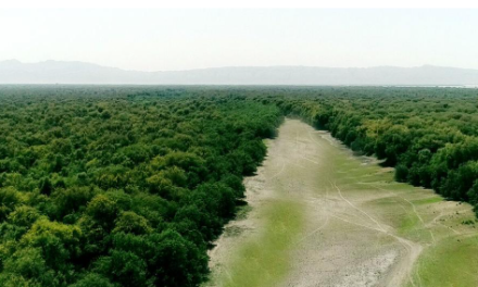ONU alerto que, en la última década, Sudamérica fue la región del mundo que más perdió bosques
