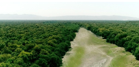 ONU alerto que, en la última década, Sudamérica fue la región del mundo que más perdió bosques